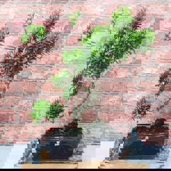 Buddhist Pine (Podocarpus Micro) Bonsai Tree | Shaped | In 25cm Pot