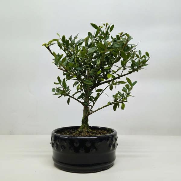 Yorkshire Bonsai Japanese Holly (Ilex Crenata) Bonsai Tree | Broom | In 12cm Pot