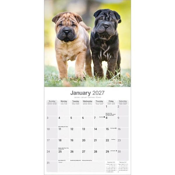 Shar Pei Calendar 2027, Wall Calendars, Month To View, Dogs, Gift