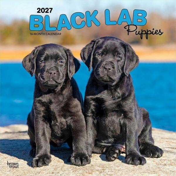 Black Lab Puppies Calendar 2027, Wall Calendars, Month To View, Dogs, Gift
