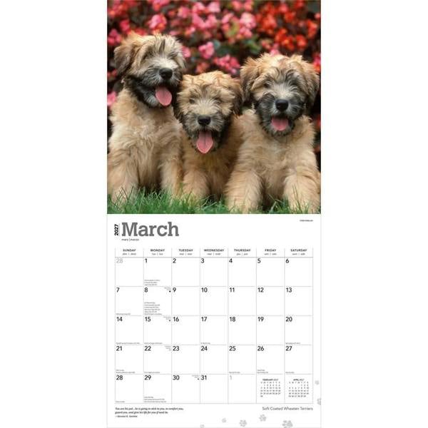 Soft Coated Wheaten Terriers Calendars 2027, Wall Calendars, Month To View, Dogs, Gift