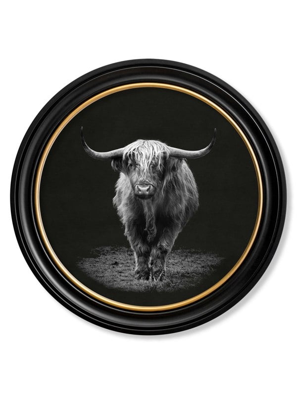 Exceptional Art Wildlife Photography - Highland Cow - Round Frame