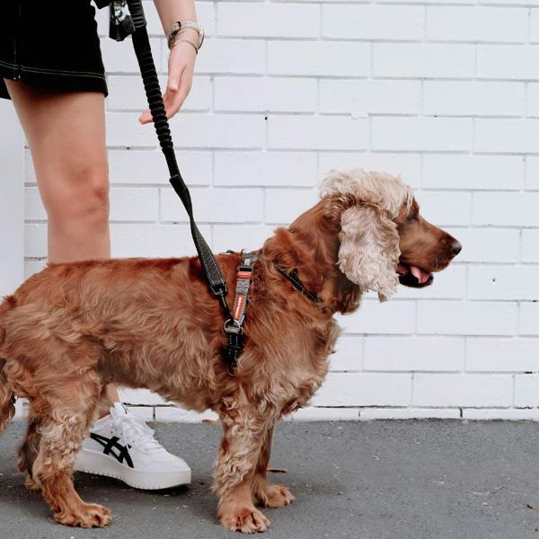 EzyDog Crosscheck Dog Harness in Black