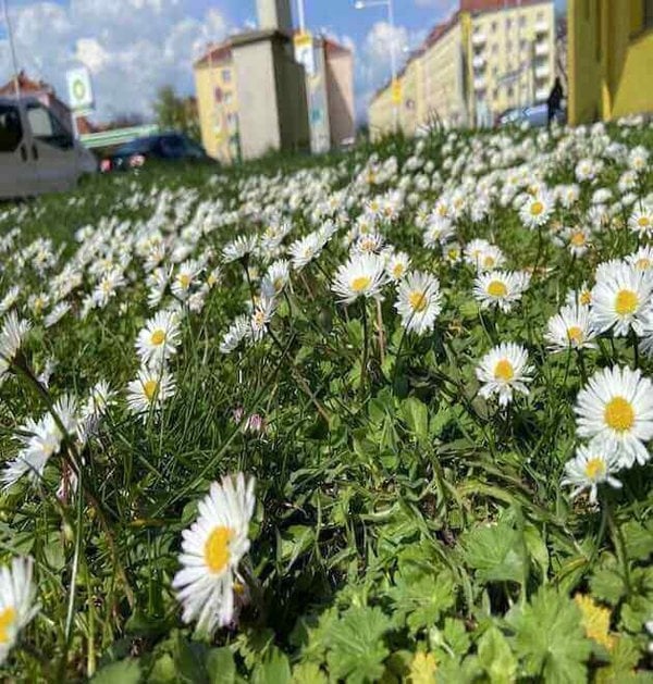 sea oxeye