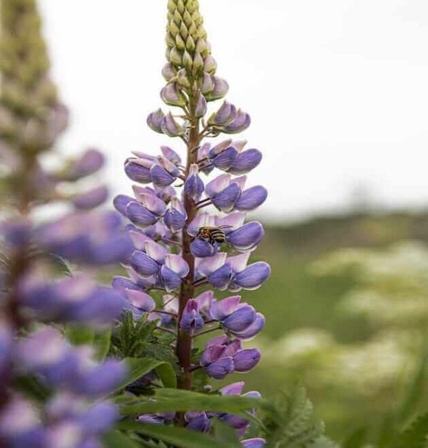 DamavandPro 1kg Blue Lupine Seeds Wildflower Garden