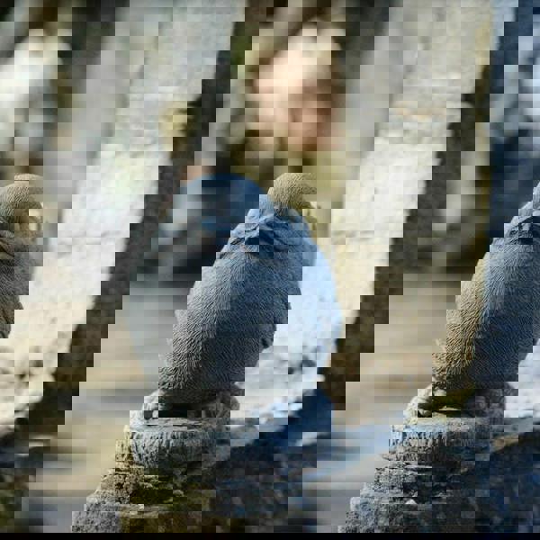 Adorable and Charming Stone Cast Robin Ornament