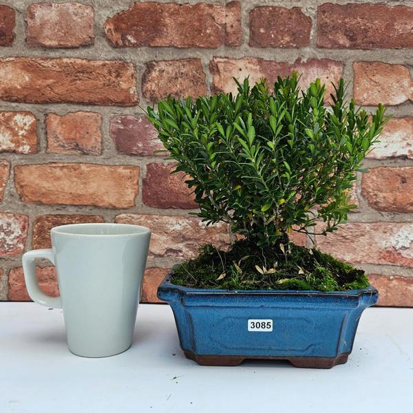 Yorkshire Bonsai Boxwood (Buxus Harlandii) Bonsai Tree | Broom | In 20cm Pot