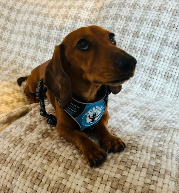 DRYBONES Dog Harness