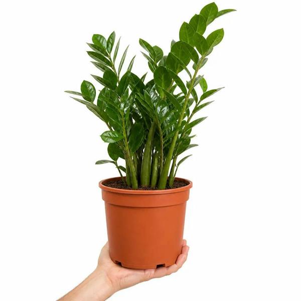 Zamioculcas Zamiifolia ZZ Plant 21cm Pot 5Ltr Easy Care Indoor Houseplant - Nursery Pot