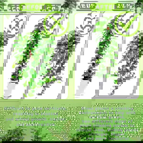 deAO Toys 4 Pack Monstera Climbing Support, 2 Pack 60cm & 2 Pack 120cm Planting Stick Coconut Plant Support