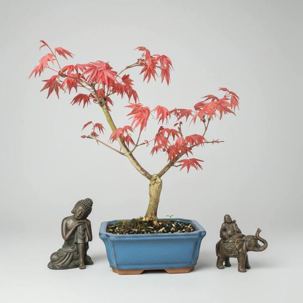 Yorkshire Bonsai Japanese Maple (Acer) Bonsai Tree | Deshojo Informal Upright | In 15cm Pot