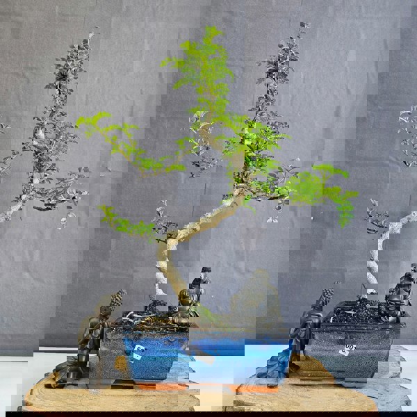 Yorkshire Bonsai Chinese Pepper (Zanthoxylum Pipertum) Bonsai Tree | Shaped | In 20cm Pot
