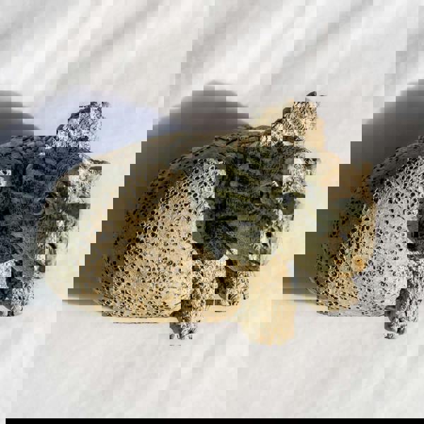 Small Stone Cast Triceratops Garden Sculpture Dinosaur Animal Statue