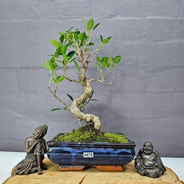 Yorkshire Bonsai Ficus Microcarpa (Banyan Fig) Indoor Bonsai Tree | Shaped | In 20cm Pot