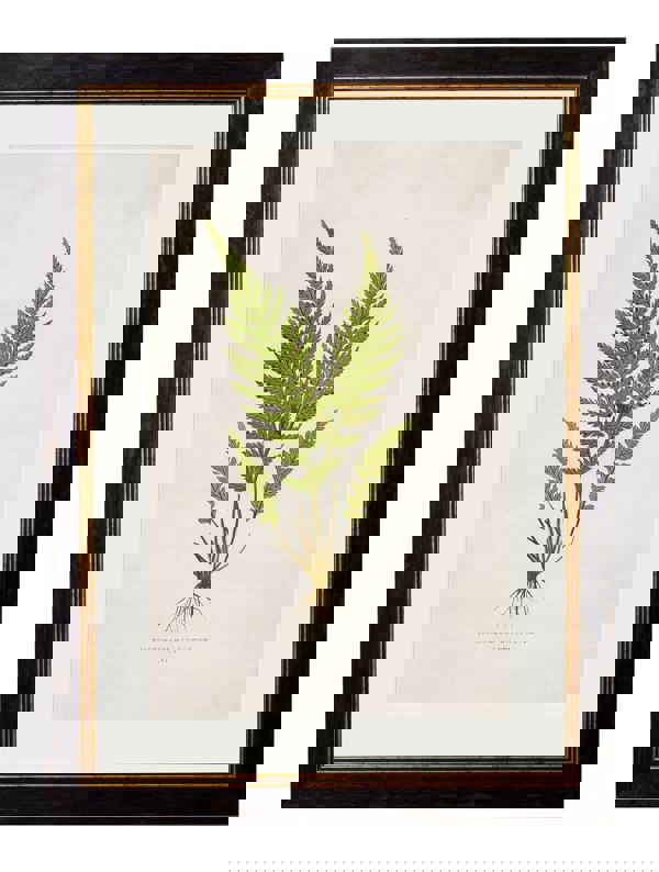 Exceptional Art c.1864 Collection of British Ferns