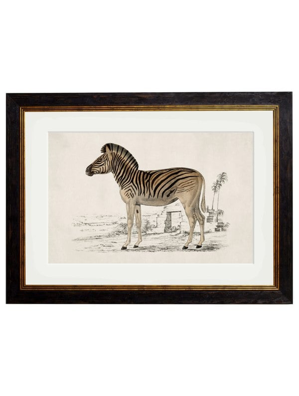 Exceptional Art c.1774 Zebra