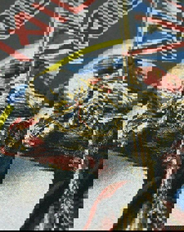 Amplified Clothing Mens Grey Iron Maiden Short Sleeved T-Shirt