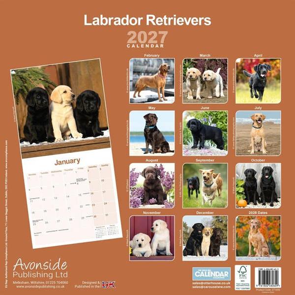 Labrador Retrievers Calendar 2027, Wall Calendars, Month To View, Dogs, Gift