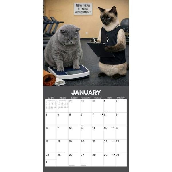 Gym Cats Calendar 2027, Wall Calendars, Month To View, Cats, Gift