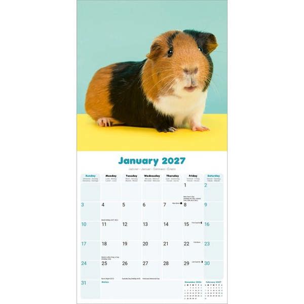Guinea Pigs Calendar 2027, Wall Calendars, Month To View, Animals, Gift