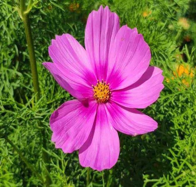 cosmos pinkie seeds