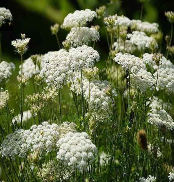 daucus carota dara