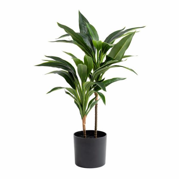 Scottish Everlastings 60cm Real Touch Dracaena