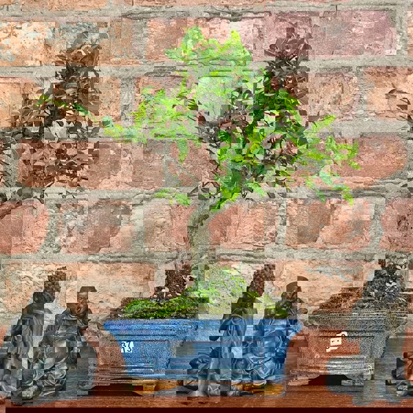 Yorkshire Bonsai Chinese Elm (Ulmus Parvifolia) Bonsai Tree | Shaped | In 15cm Pot