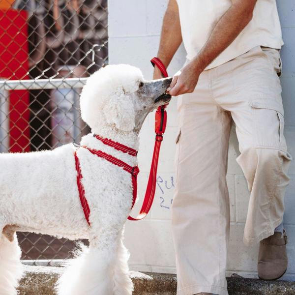 EzyDog Essential Zero Shock Dog Lead in Red