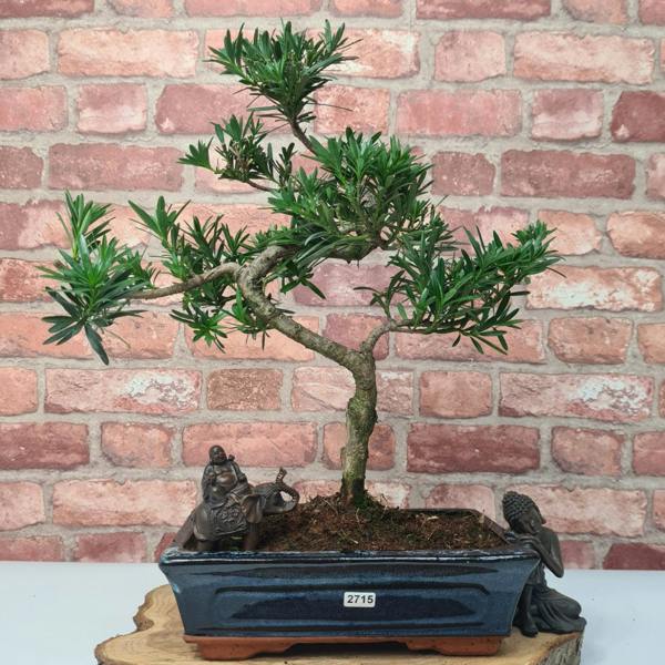 Yorkshire Bonsai Buddhist Pine (Podocarpus Micro) Bonsai Tree | Shaped | In 25cm Pot - BP25S