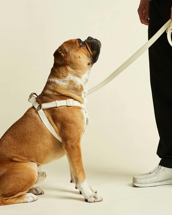 Off White Dog Harness and Lead with Matching Gold Hardware 
