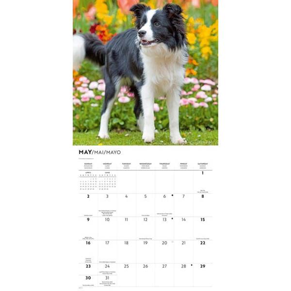 Border Collies Calendar 2027, Wall Calendars, Month To View, Dogs, Gift