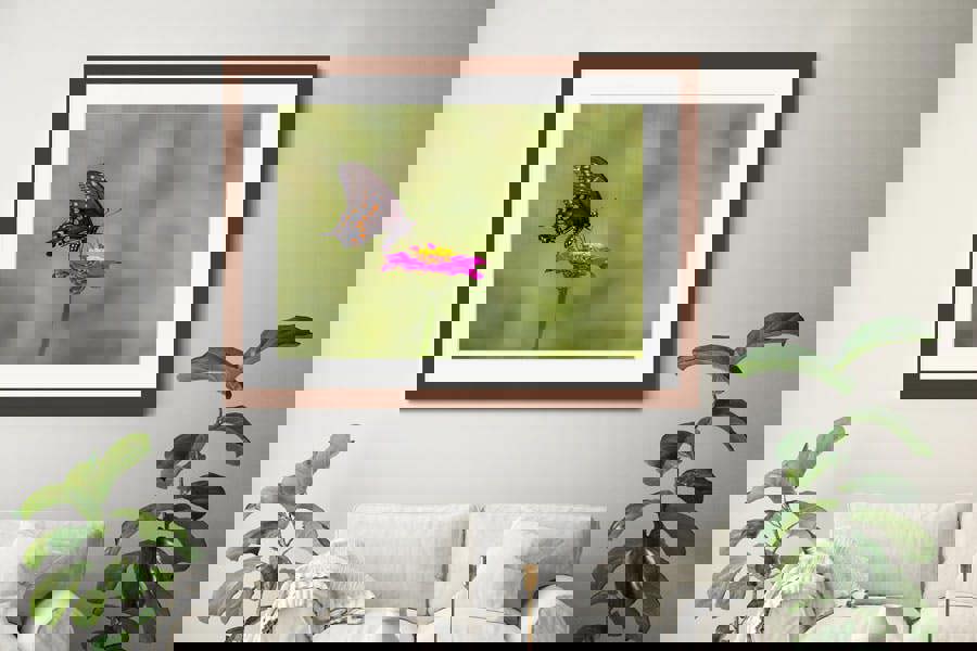 Swallowtail butterfly framed picture