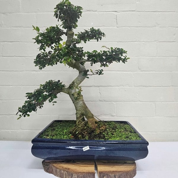 Yorkshire Bonsai Large Chinese Elm (Ulmus Parvifolia) Bonsai Tree | Shaped | In 40cm Pot