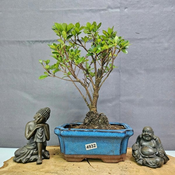 Yorkshire Bonsai Azalea (Rhododendron) Bonsai Tree | Broom | In 15cm Pot