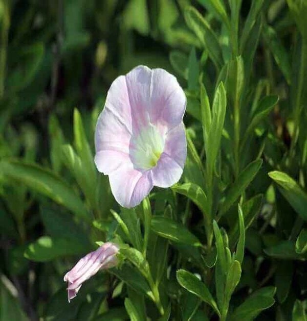 Morning glory vine