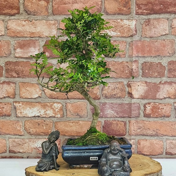 Yorkshire Bonsai Chinese Pepper (Zanthoxylum Pipertum) Bonsai Tree | Shaped | In 20cm Pot