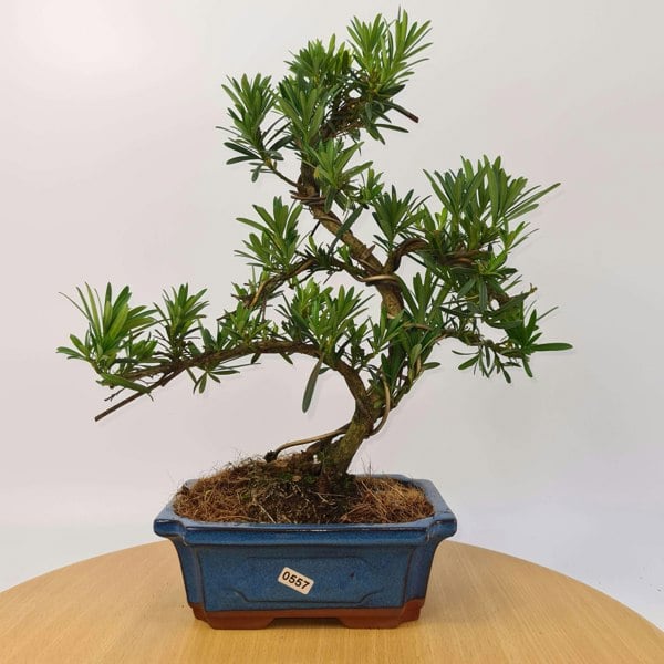 Buddhist Pine (Podocarpus Micro) Bonsai Tree | Shaped Style | Height 35-45cm | In 20cm Pot