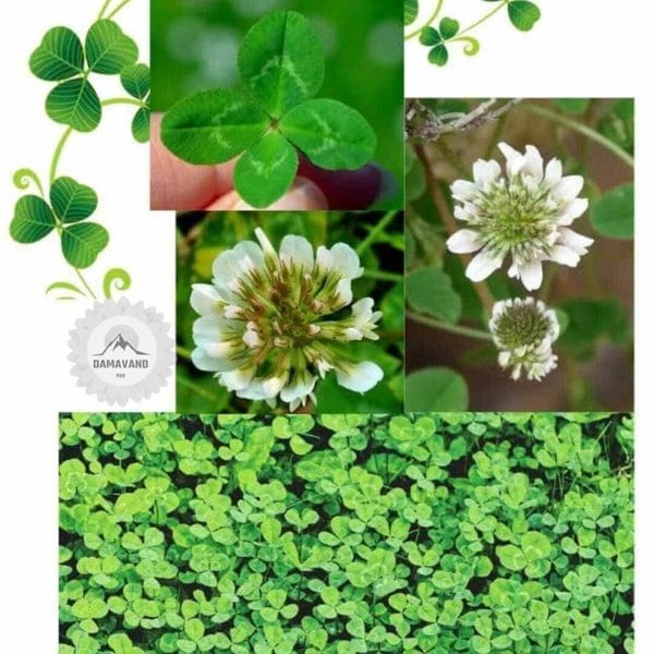 Micro Clover Seeds