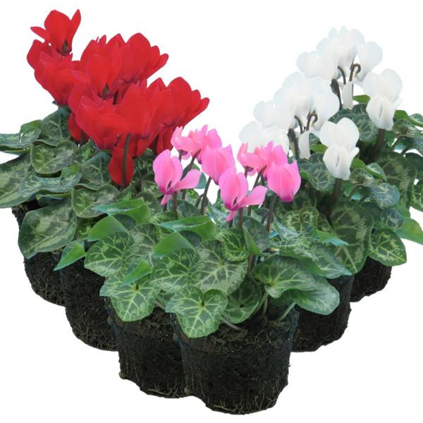 Cyclamen Growers Selection 10.5cm Pot Pack of 3 & 6 Flowering Outdoor Plants Plants By Post