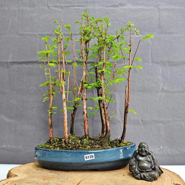 Yorkshire Bonsai Dawn Redwood (Metasequoia) Bonsai Tree Forest | Upright Style | In 25cm Pot
