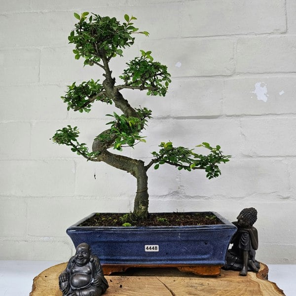 Yorkshire Bonsai Chinese Elm (Ulmus Parvifolia) Bonsai Tree | Shaped | In 25cm Pot