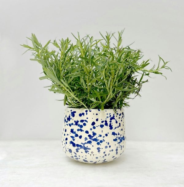 Hot Pottery Indoor Planter Blueberry