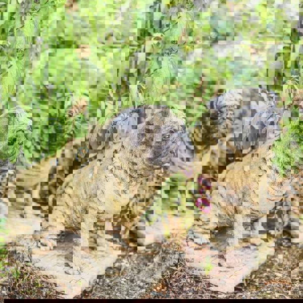 Pair of Full Size Sitting Pugs Stone Statues