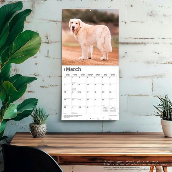 Golden Retrievers Calendar 2027, Wall Calendars, Month To View, Dogs, Gift