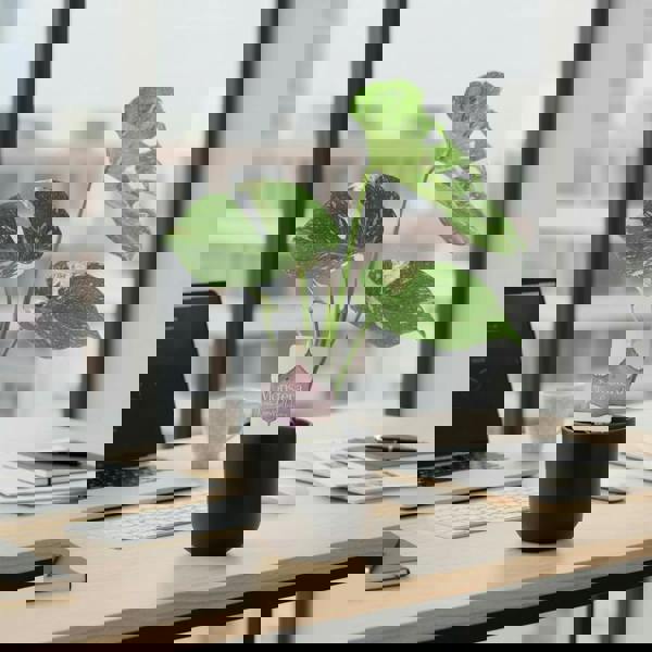 Monstera Thai Constellation – A Rare & Highly Sought-After Variegated Houseplant Plants By Post