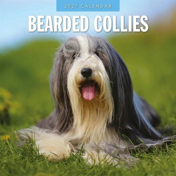 Bearded Collies Calendar 2027, Wall Calendars, Month To View, Dogs, Gift