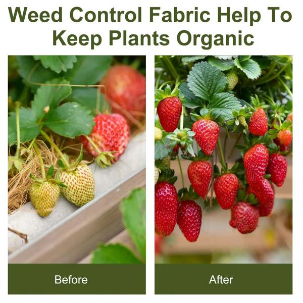 Black weed control fabric helping protect strawberry plants, with garden bed coverage