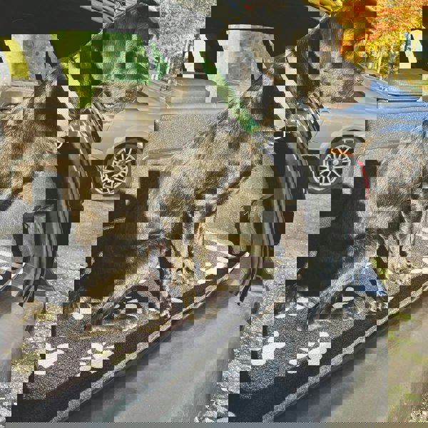 The Rugs Car Boot Paws Coir Doormat – 90×100 cm