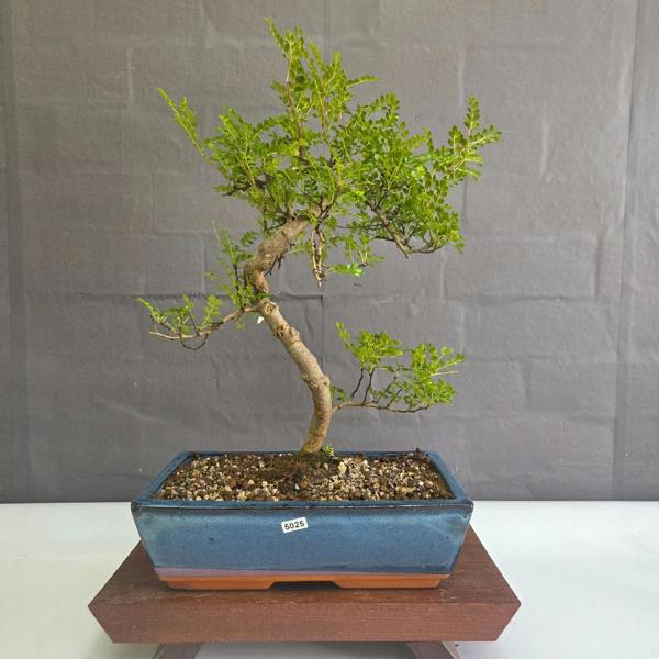 Yorkshire Bonsai Chinese Pepper (Zanthoxylum Pipertum) Bonsai Tree | Shaped | In 30cm Pot